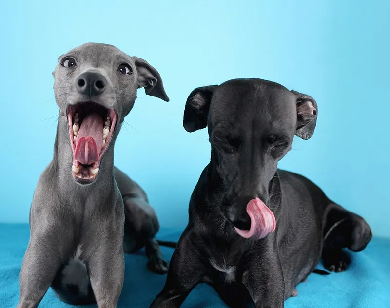 İtalyan Greyhound fotoğraf 11