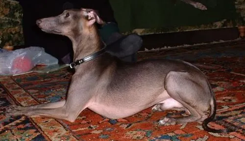 İtalyan Greyhound fotoğraf 12