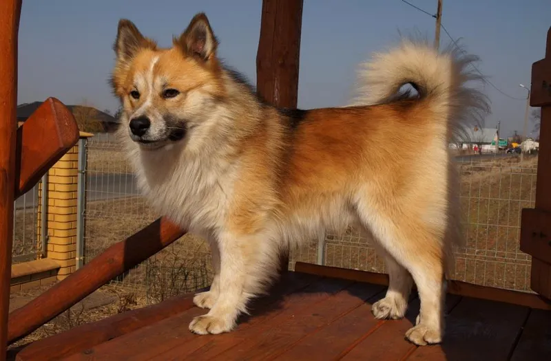 İzlanda Çoban Köpeği fotoğraf 1