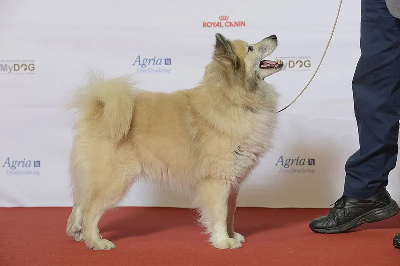 İzlanda Çoban Köpeği fotoğraf 2