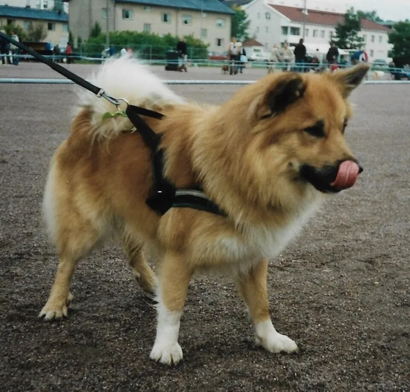 İzlanda Çoban Köpeği fotoğraf 3