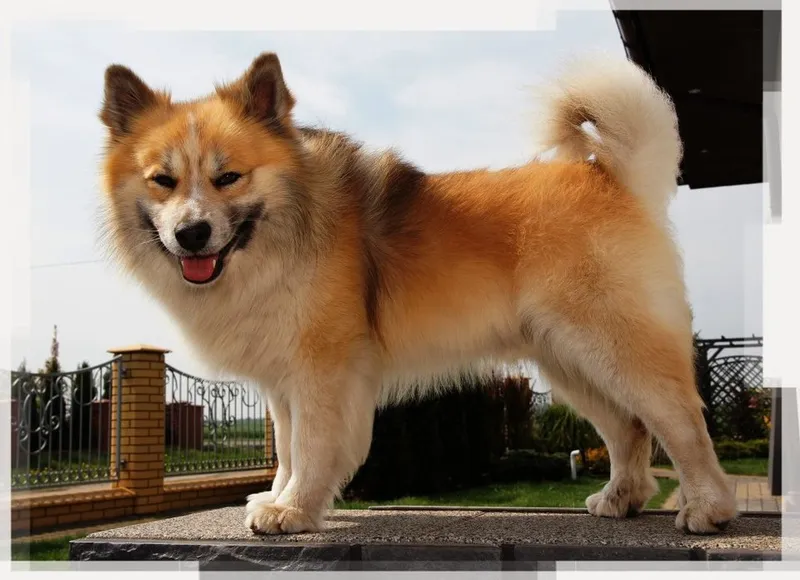 İzlanda Çoban Köpeği fotoğraf 4