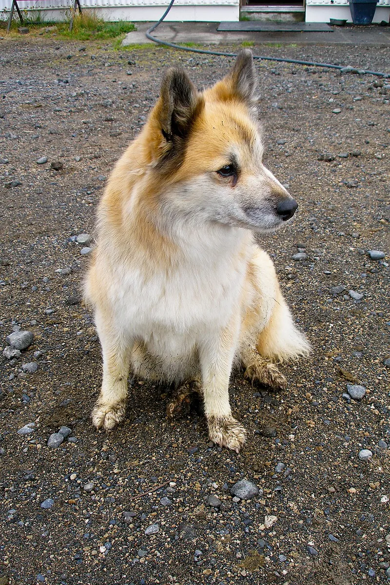 İzlanda Çoban Köpeği fotoğraf 5