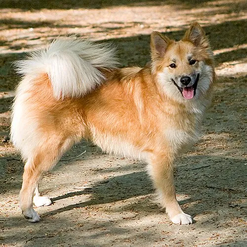 İzlanda Çoban Köpeği fotoğraf 6