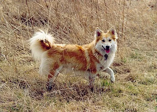 İzlanda Çoban Köpeği fotoğraf 7