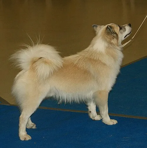 İzlanda Çoban Köpeği fotoğraf 8