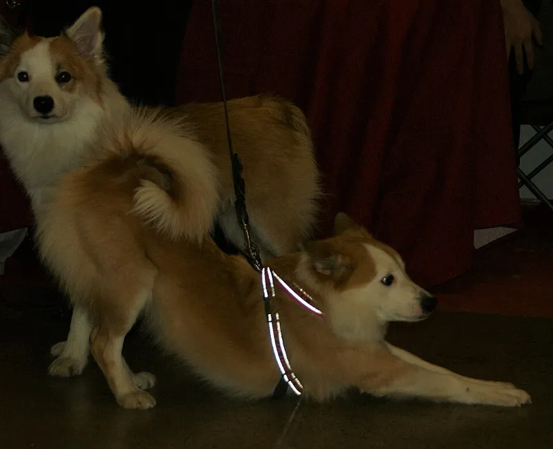 İzlanda Çoban Köpeği fotoğraf 9