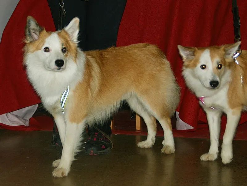 İzlanda Çoban Köpeği fotoğraf 10