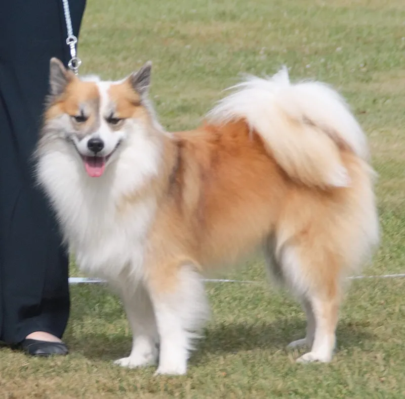 İzlanda Çoban Köpeği fotoğraf 11