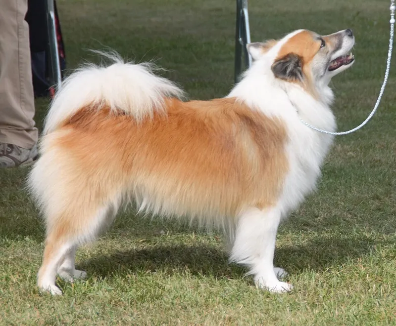 İzlanda Çoban Köpeği fotoğraf 12