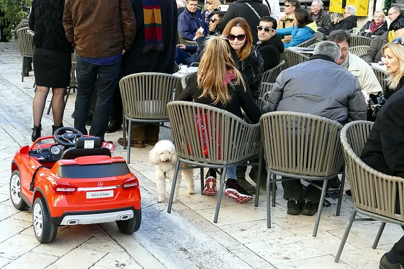 Kaniş (Poodle) fotoğraf 1
