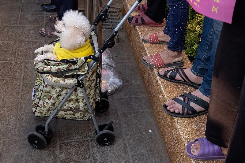 Kaniş (Poodle) fotoğraf 2