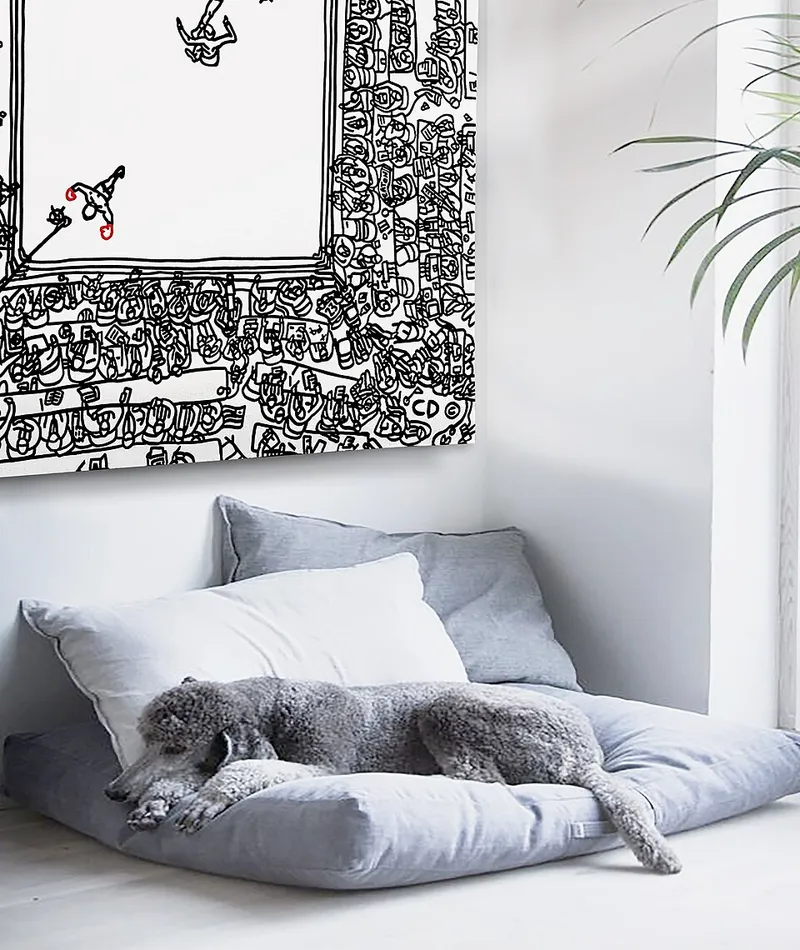 Kaniş (Poodle) fotoğraf 3