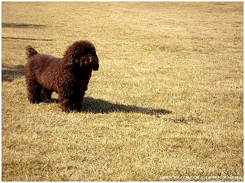 Kaniş (Poodle) fotoğraf 4