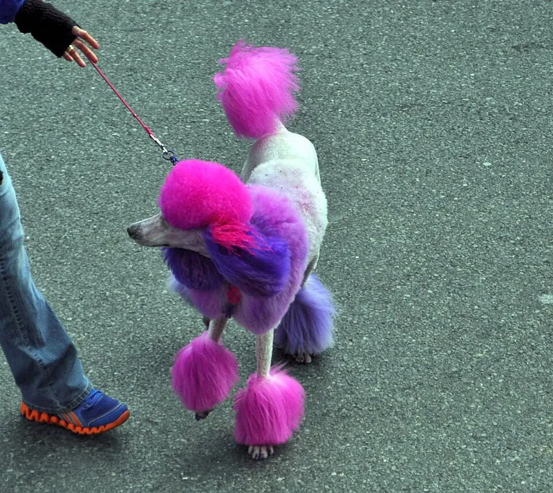 Kaniş (Poodle) fotoğraf 6