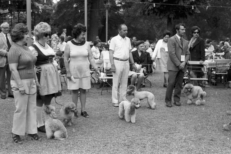 Kaniş (Poodle) fotoğraf 8