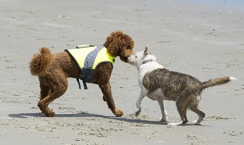 Kaniş (Poodle) fotoğraf 10