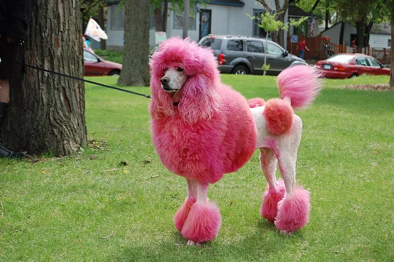 Kaniş (Poodle) fotoğraf 12