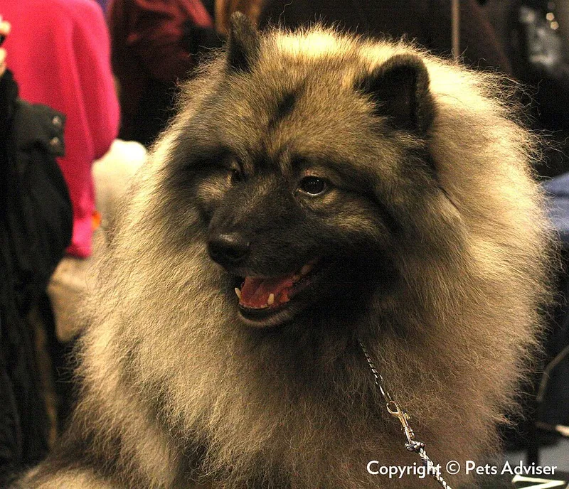 Keeshond fotoğraf 1