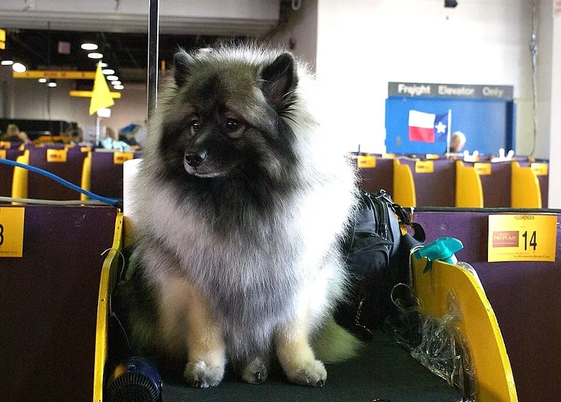 Keeshond fotoğraf 2