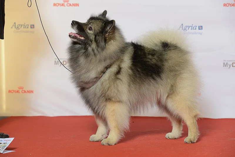 Keeshond fotoğraf 3