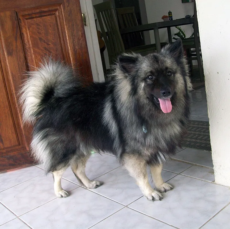 Keeshond fotoğraf 4