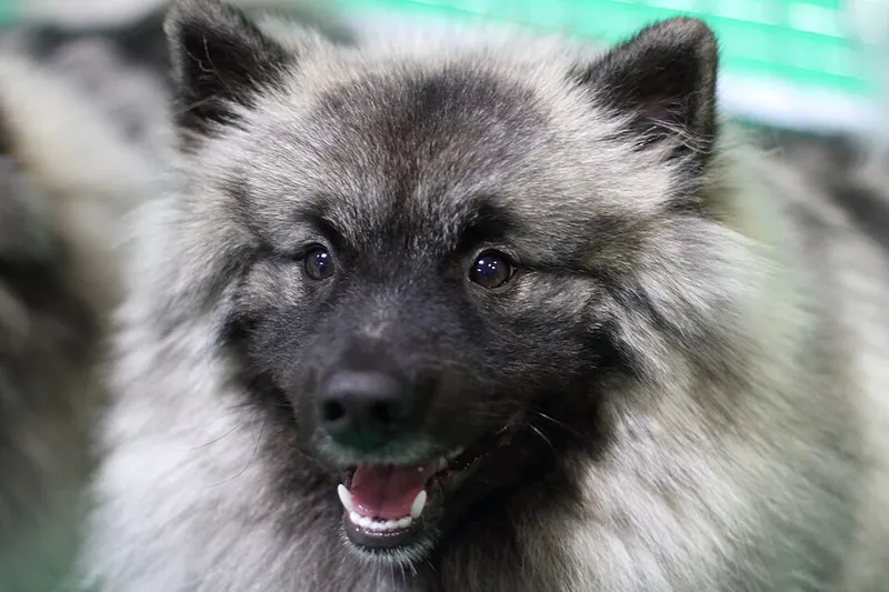 Keeshond fotoğraf 5
