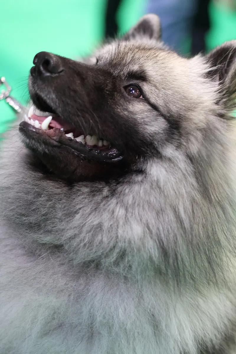 Keeshond fotoğraf 6