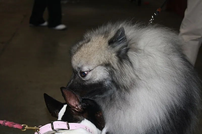 Keeshond fotoğraf 7