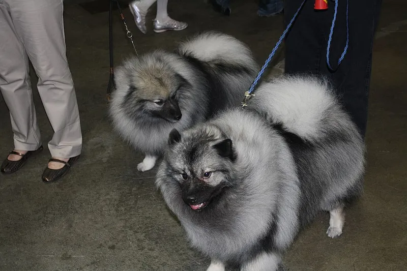 Keeshond fotoğraf 8