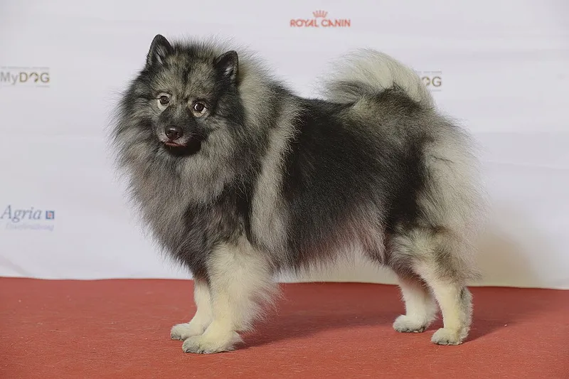 Keeshond fotoğraf 10
