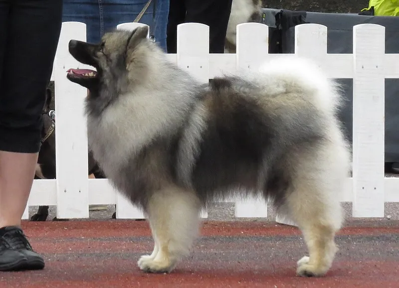 Keeshond fotoğraf 11