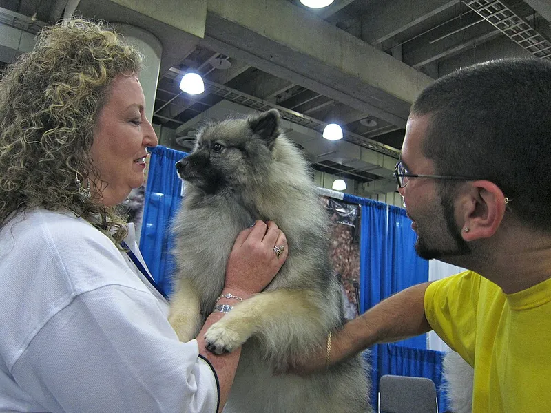 Keeshond fotoğraf 12