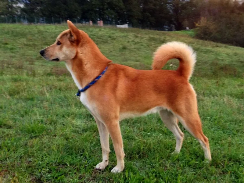 Kenan Köpeği fotoğraf 1