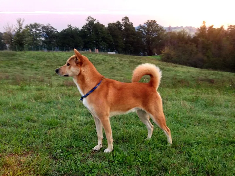 Kenan Köpeği fotoğraf 2