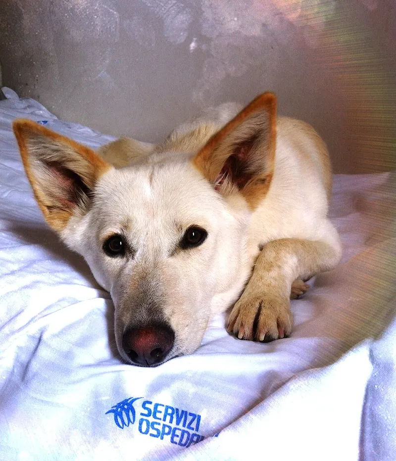 Kenan Köpeği fotoğraf 3