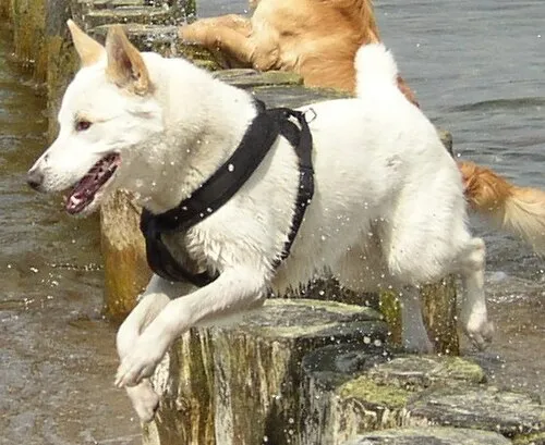 Kenan Köpeği fotoğraf 4