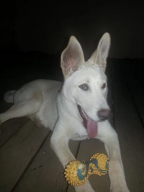 Kenan Köpeği fotoğraf 5