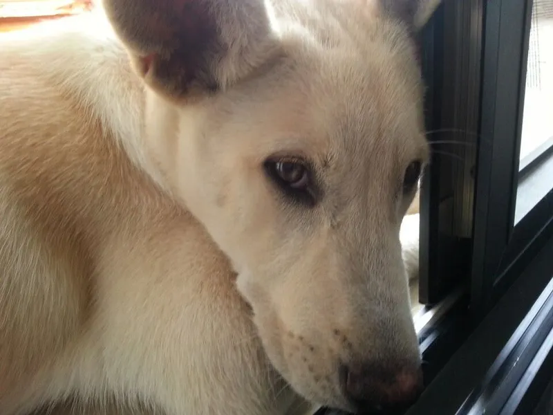 Kenan Köpeği fotoğraf 6