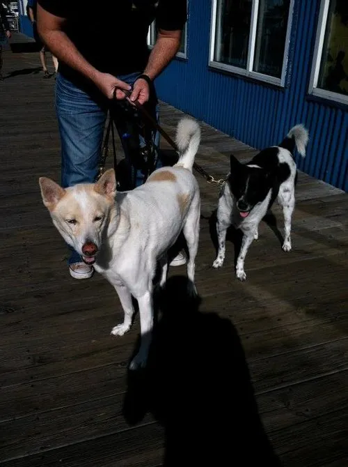 Kenan Köpeği fotoğraf 7