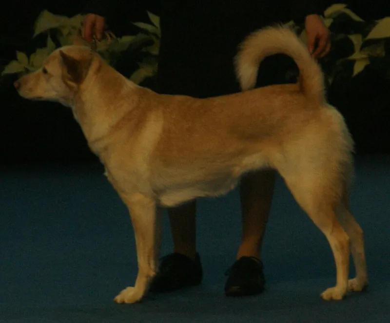 Kenan Köpeği fotoğraf 8