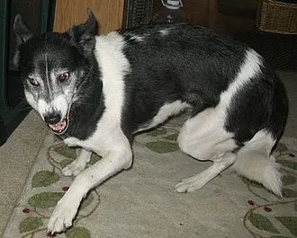 Kenan Köpeği fotoğraf 9