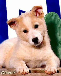Kenan Köpeği fotoğraf 10