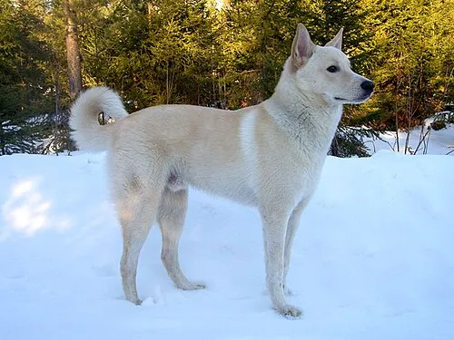 Kenan Köpeği fotoğraf 11