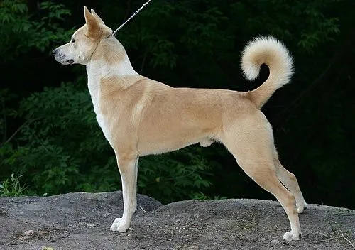 Kenan Köpeği fotoğraf 12