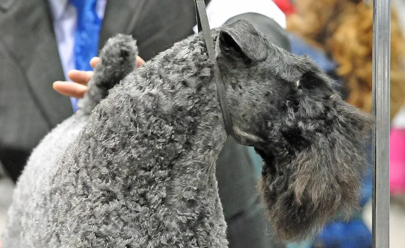 Kerry Blue Terrier fotoğraf 1