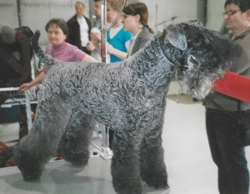 Kerry Blue Terrier fotoğraf 2