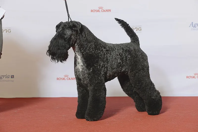 Kerry Blue Terrier fotoğraf 3