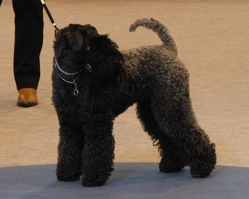 Kerry Blue Terrier fotoğraf 4