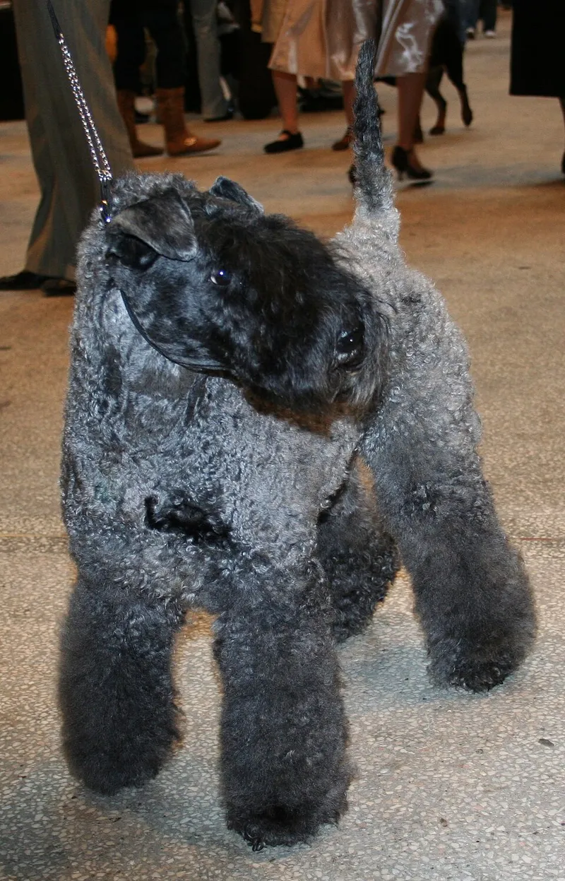Kerry Blue Terrier fotoğraf 5